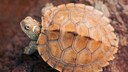 EIne Mississippi Höckerschildkröte sitzt aud rotem Boden