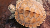 EIne Mississippi Höckerschildkröte sitzt aud rotem Boden