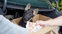 Welpenhandel aus dem Kofferraum mit Geldübergabe