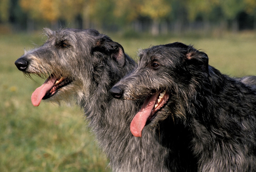 Größte Hunderasse der Welt Deerhound