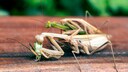 Weibchen der Gottesanbeterin frisst ein M&auml;nnchen nach der Paarung