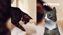 Katze Betty vor dem Videoscreen des Gewinner-Haustier-Videos