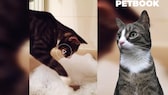 Katze Betty vor dem Videoscreen des Gewinner-Haustier-Videos