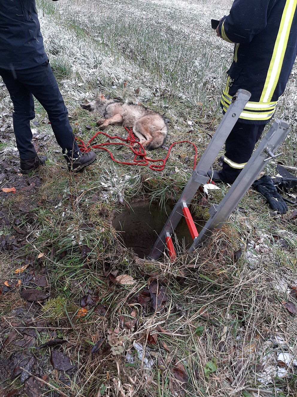 Der noch betäubte Wolf wurde aus dem Gully gezogen, in den er gefallen war