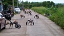 Hunde mit Rollstuhl Thailand