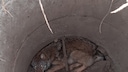 Ein Wolf sitzt in einem Gully in der Nähe von Görlitz