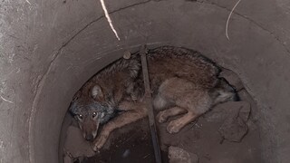 Ein Wolf sitzt in einem Gully in der Nähe von Görlitz