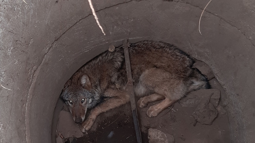 Ein Wolf sitzt in einem Gully in der Nähe von Görlitz