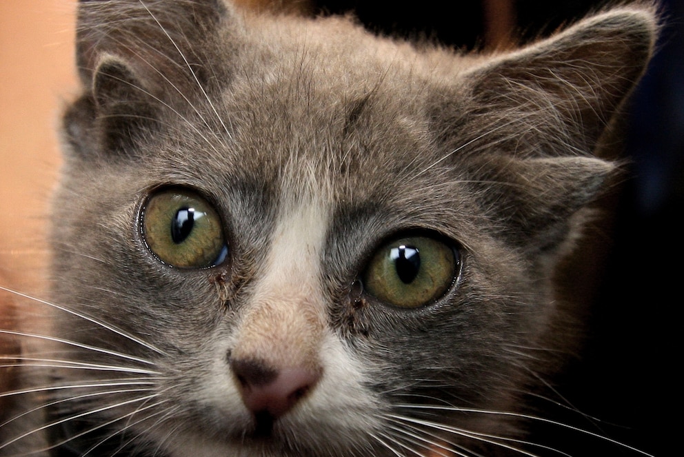 Die grau-weiße Katze Luntik hat vier Ohren