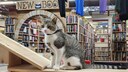 Eine Katze steht auf einem Laufsteg in der Katzen-Buchhandlung „Cupboard Maker Books“
