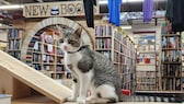 Eine Katze steht auf einem Laufsteg in der Katzen-Buchhandlung „Cupboard Maker Books“