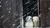 Hunde schauen im Winter aus einer Scheune