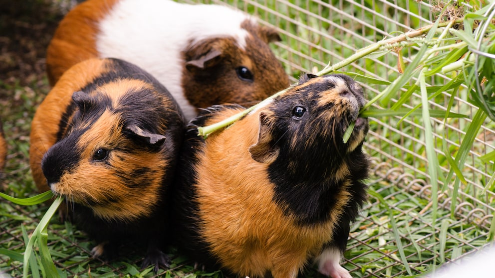 Meerschweinchen draußen halten