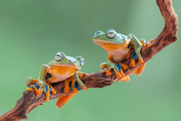 5 Tiere, die auch ohne Flügel „fliegen“ können PETBOOK