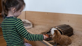 Meerschweinchenstall
