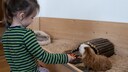 Meerschweinchenstall