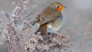 Wintervögel Rotkehlchen