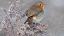 Wintervögel Rotkehlchen