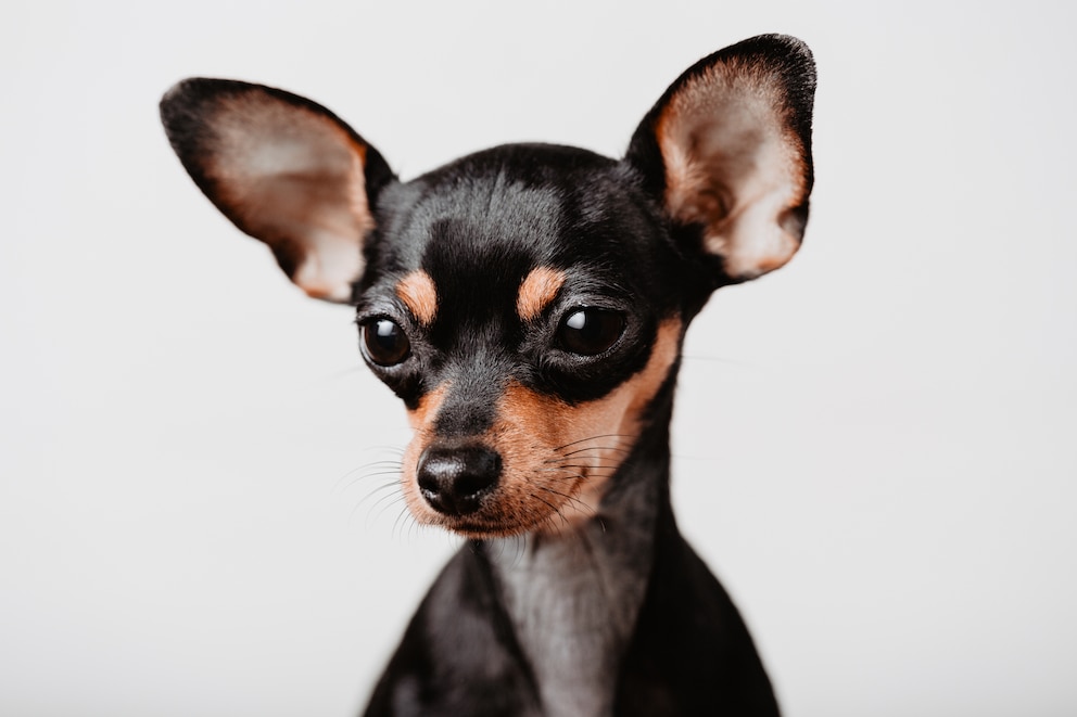 Porträt von einem Russkiy Toy Terrier