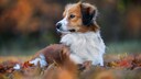 Hunderassen: Nederlandse Kooikerhondje
