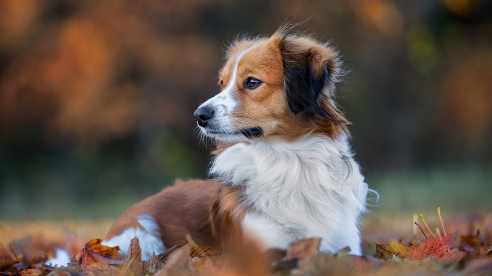 Hunderassen: Nederlandse Kooikerhondje