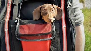 Hund sitzt im Rucksack