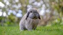 Ein Zwergwidder sitzt im Gras