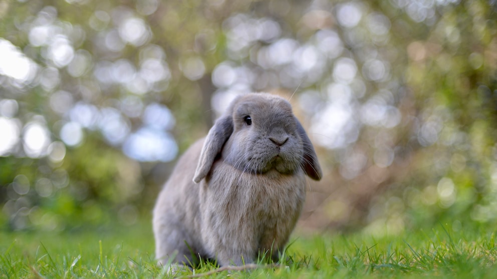 Ein Zwergwidder sitzt im Gras