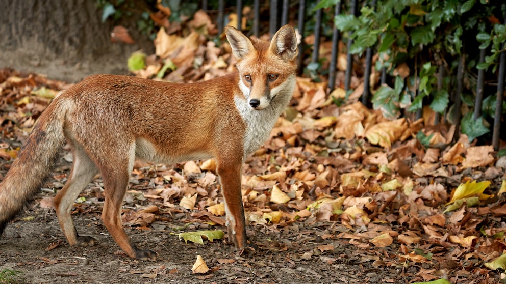 Ein junger Fuchs im Stadtbereich