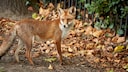 Ein junger Fuchs im Stadtbereich