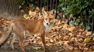 Ein junger Fuchs im Stadtbereich