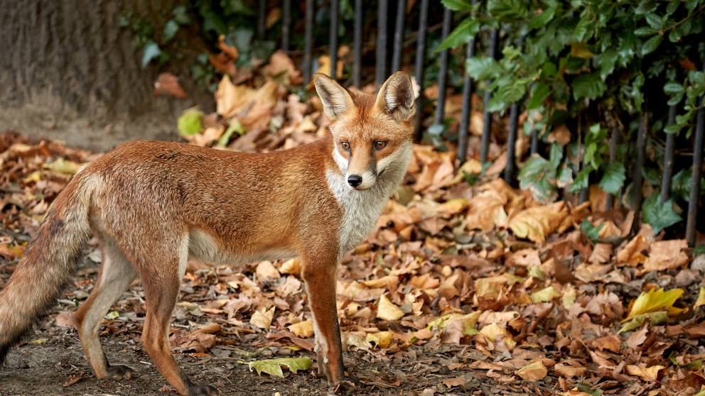 Was tun wenn man einem Fuchs begegnet?