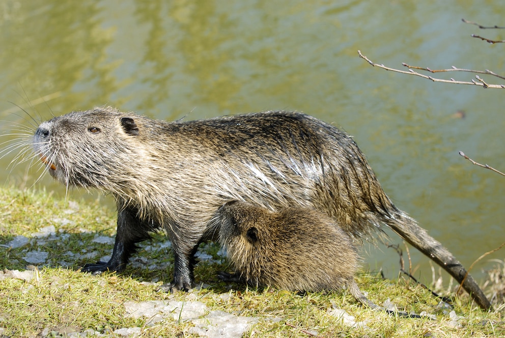 Nutriamutter mit Jungtier