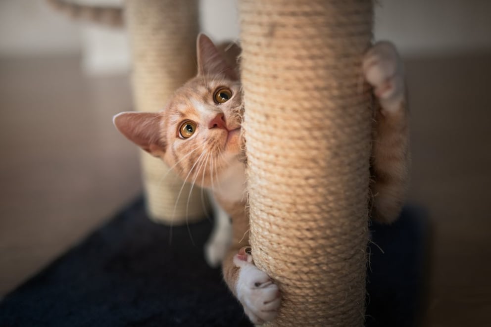 Kuschelhöhle für Katzen – Die 15 besten Produkte im Vergleich