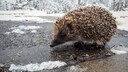 Igel überwintern
