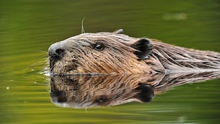 Nutria oder Biber: Was schwimmt hier durchs Wasser?