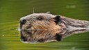 Nutria oder Biber: Was schwimmt hier durchs Wasser?