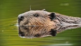 Nutria oder Biber: Was schwimmt hier durchs Wasser?