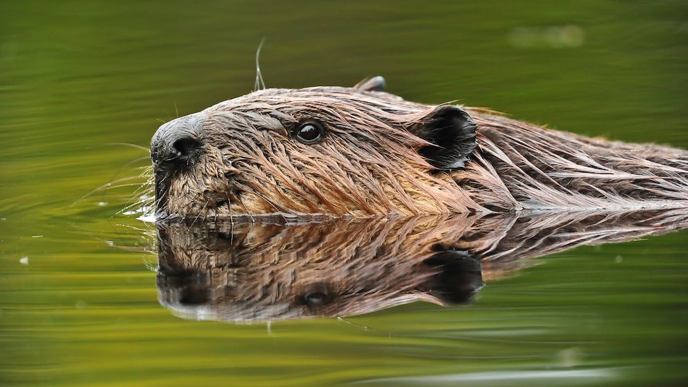 Nutria oder Biber: Was schwimmt hier durchs Wasser?