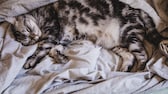 Katze mit einem kleinen Hängebauch schläft gemutlich eingekuschelt