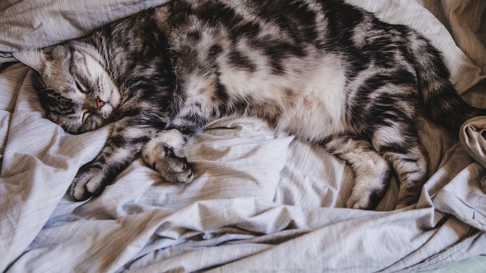 Katze mit einem kleinen Hängebauch schläft gemutlich eingekuschelt