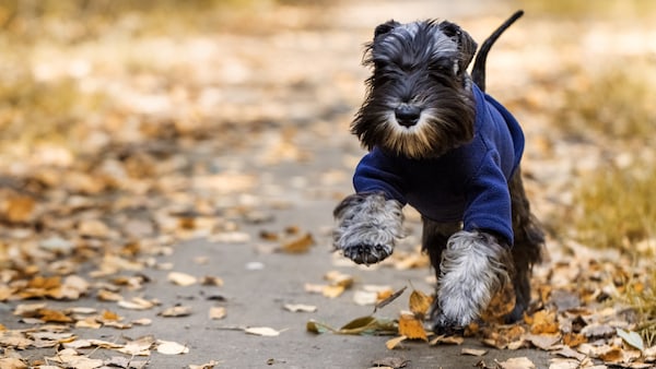 Wann Hunde einen Mantel brauchen