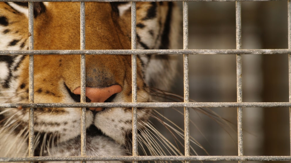 Bengalischer Tiger hinter Gittern