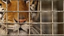 Bengalischer Tiger hinter Gittern