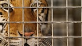 Bengalischer Tiger hinter Gittern