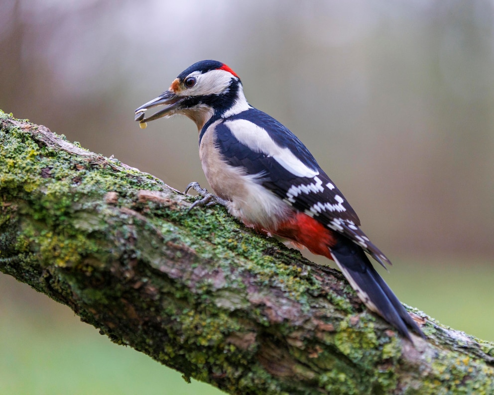 Wintervögel Buntspecht