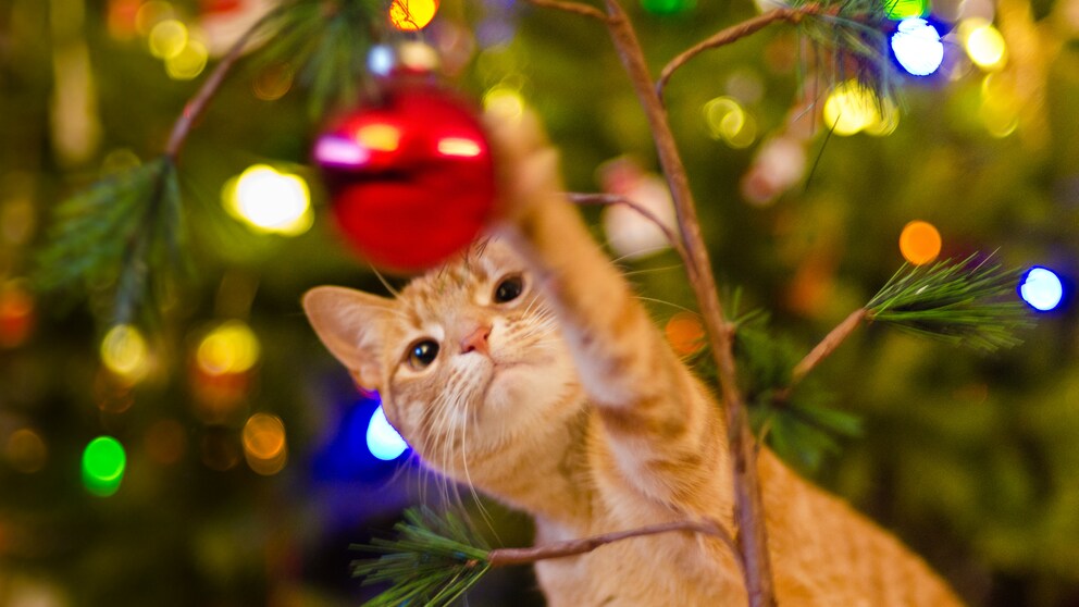 Katze spielt mit Kugel vom Weihnachtsbaum