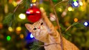 Katze spielt mit Kugel vom Weihnachtsbaum