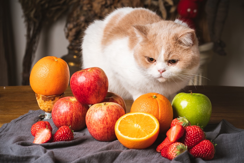 Eine Katze findet den Geruch von Obst widerlich
