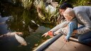 Fische schwimmen in einem Gartenteich